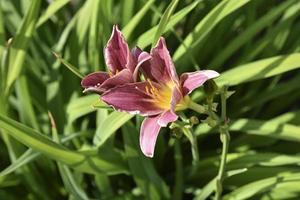 Red lily flowers close-up in the summer garden. Beautiful daylily flowers in the afternoon. photo