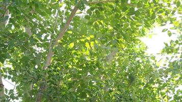 viento ligero que sopla hojas de plantas en el jardín durante el día con sol. video