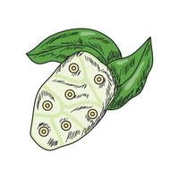 icono de superalimento de noni vector