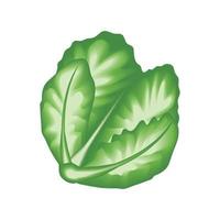 realistic vegetable lettuce vector