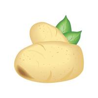 realistic vegetable potatoes vector