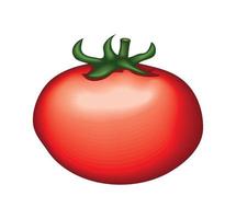 realistic vegetable tomato vector