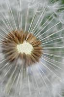 Blossom of a dandelion photo