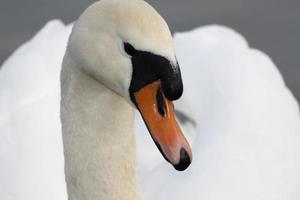 a white swan in the evening photo