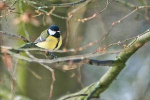 great tit on winter tree photo