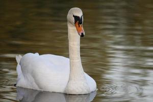 a white swan in the evening photo