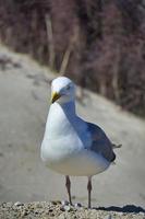 european herring gull on heligoland photo