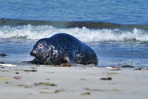 Grey seal on the beach of Heligoland - island Dune photo