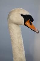 a white swan in the evening photo