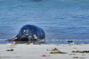 Grey seal on the beach of Heligoland - island Dune photo