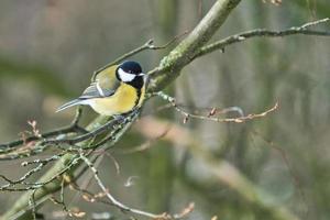 great tit on winter tree photo