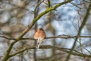 single chaffinch on a tree in the winter photo