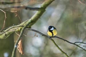 great tit on winter tree photo