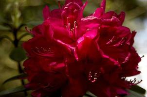 Wonderfull blossom of a Rhododendron photo