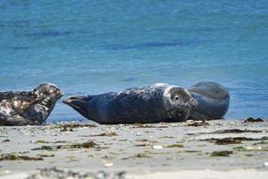 foca gris en la playa de heligoland - duna de la isla foto