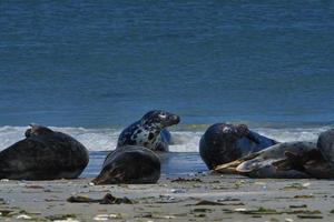 foca gris en la playa de heligoland - duna de la isla foto