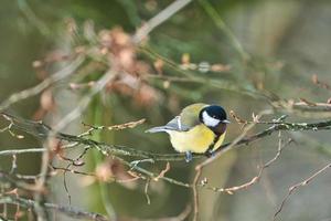 great tit on winter tree photo