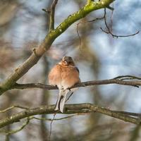 single chaffinch on a tree in the winter photo