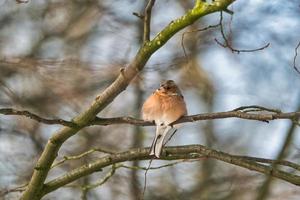 single chaffinch on a tree in the winter photo