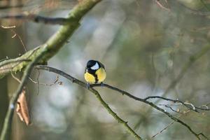 great tit on winter tree photo