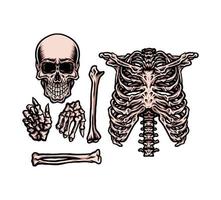 Human skeleton set, hand drawn line style with digital color, vector illustration