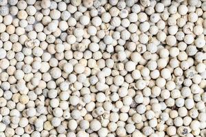 background - many white pepper peppercorns photo