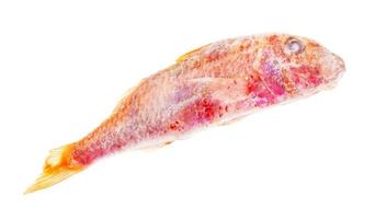 deepfrozen red mullet fish isolated on white photo