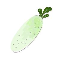 Vector illustration of japanese radish.