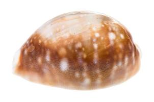 shell of cowry isolated on white photo