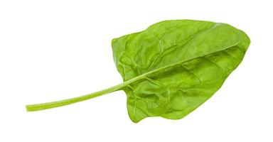 gren leaf of spinach herb isolated on white photo