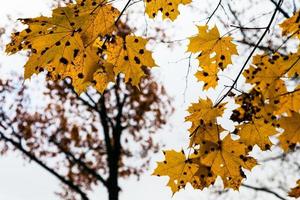 yellow maple leaves in forest in autumn evening photo