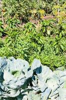 cabbages and tomato bushes in vegetable garden photo