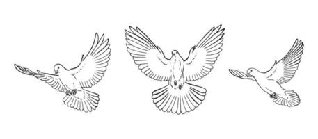 conjunto de contorno de paloma. estilo de arte de línea aislado. ilustración vectorial dibujada a mano. vector