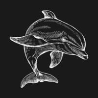 Hand drawn dolphin. Vector illustration in sketch style. Jumping dolphin