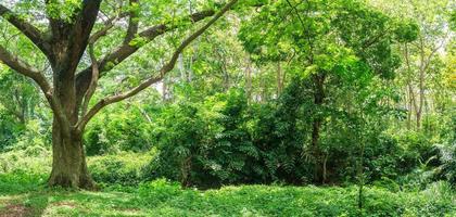 Panoramic Tropical rain forest jungle in Thailand photo