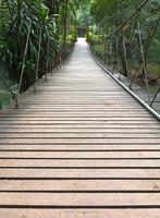 Rope walkway through the treetops photo