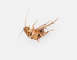 cockroach on white background photo