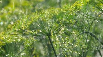 regndroppar på blomställningen av dill, slow motion video