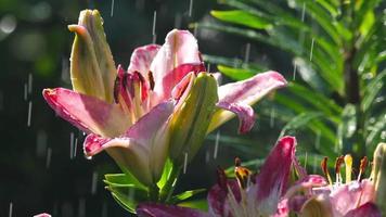 regendruppels op de bloemblaadjes van een bloem roze lelie, slow-motion video