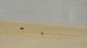 caranguejo fantasma, caranguejo fantasma com chifres ou caranguejo fantasma com olhos de chifre ocypode ceratophthalmus na areia na praia video