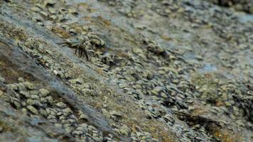 krabben op de rots op het strand, rollende golven, close-up video