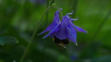 Bumblebee on a purple aquilegia flower, macro video