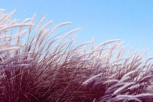 Imperata cylindrica Beauv grass in nature agent blue sky photo