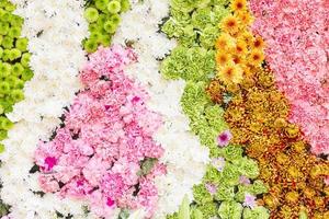 Multi-coloured of flower photo