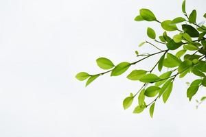 ramas y hojas de ficus benjamina, enfoque suave y selectivo, nubes borrosas y fondo de cielo azul. foto