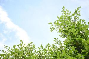 Ficus benjamina branches and leaves, soft and selective focus, blurr clouds and bluesky background. photo