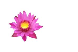 Isolated pink lotus or waterlily flower with clipping paths photo