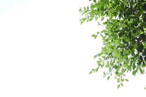 Ficus benjamina branches and leaves, soft and selective focus, blurr clouds and bluesky background. photo