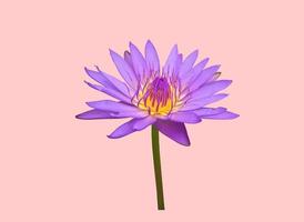 Isolated waterlily or lotus flowers with clipping paths. photo