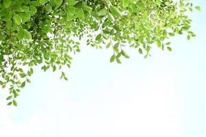 ramas y hojas de ficus benjamina, enfoque suave y selectivo, nubes borrosas y fondo de cielo azul. foto